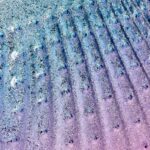 Spazzola Per Spolverare A Forma Di Conchiglia 2